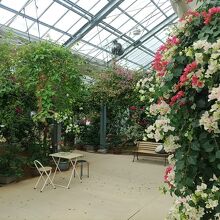 温室内の通路です。ブーゲンビリアが咲き乱れています。