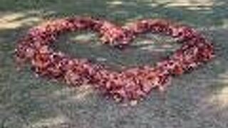 紅葉真っ盛り！