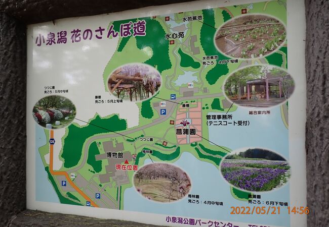 秋田県立博物館、菖蒲園、水心苑などを楽しめます