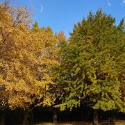 紅葉がきれい。全国陶器市も開かれていた。