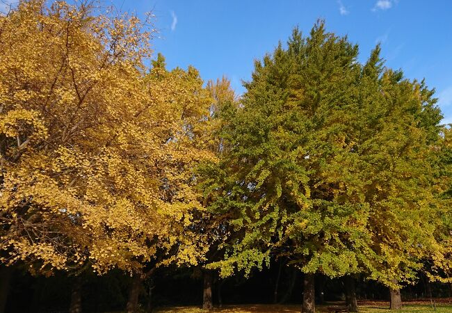 紅葉がきれい。全国陶器市も開かれていた。