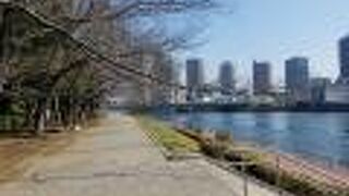 桜の木の枝が頭上を覆うように伸びる