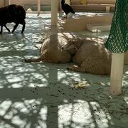 無料の動物園