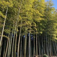 竹藪の小路を歩いて