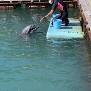 イルカが近い水族館