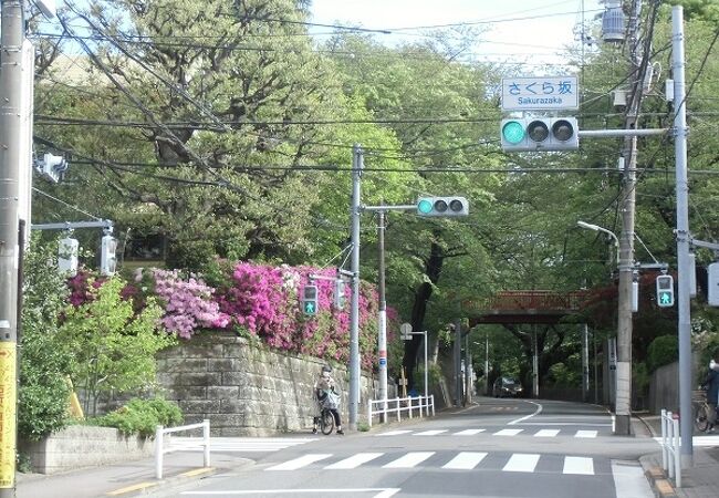 テレビ番組でとても有名になりました