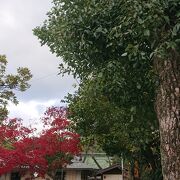 紅葉している木が見受けられ、綺麗でした