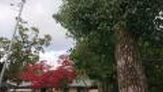 紅葉している木が見受けられ、綺麗でした