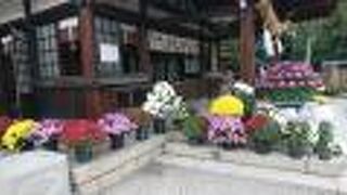 奉納された菊が綺麗でした