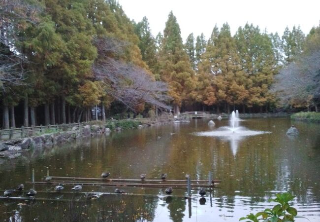 秋は大きな池に映りこむ紅葉が見事でした