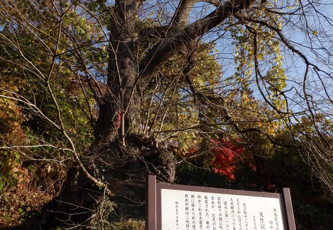 飯盛山の太夫桜