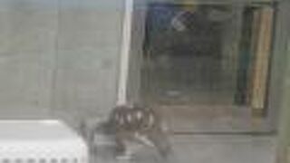 ライチョウがいます