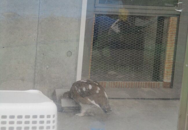 ライチョウがいます