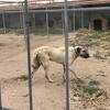 カンガル犬の飼育施設