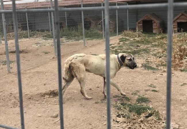 Kangal Kaymakamligi Kopek Yetistirme Ciftligi