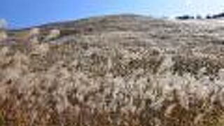 秋の曽爾高原はススキが満開！