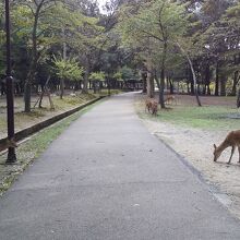 広い公園にはとにかく鹿が多いです。
