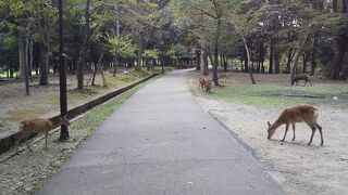 公園の奥のほうにも鹿がいます。