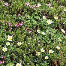 お花畑・・チングルマ・コエゾツガサクラなどのお花畑