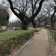 桜の季節は朝散歩