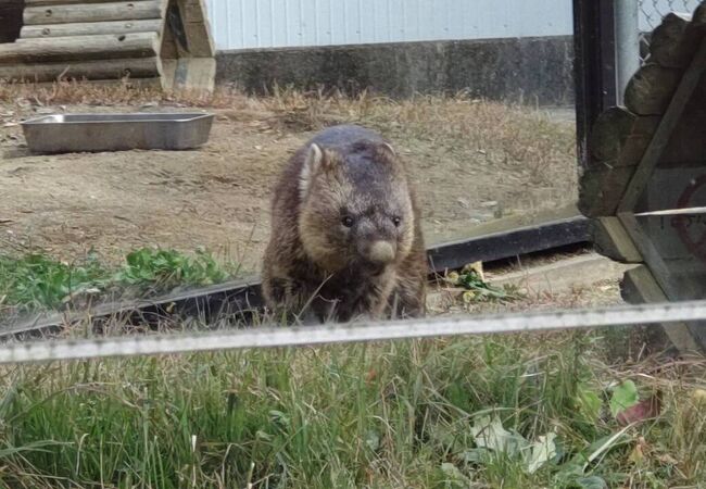 五月山動物園