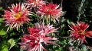 菊まつりが豪華です