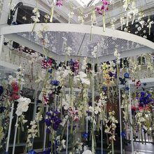 たくさんの胡蝶蘭