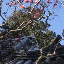 立木観音(立木山安養寺)