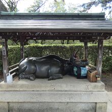北野天満宮撫で牛