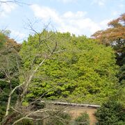 鎌倉一の銀杏の木