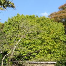 浄妙寺の銀杏の木