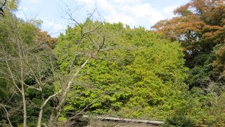 鎌倉一の銀杏の木