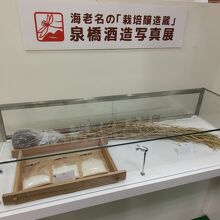 雄町の稲穂や麹蓋などの展示