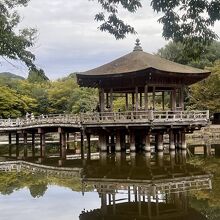 池に映る姿が美しい