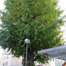境内にある大きなイチョウの木。