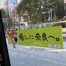 可愛い 鹿！ よく奈良へ鹿に会いに行ったことを思い出しちゃう