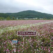 一面のコスモスが綺麗でした。