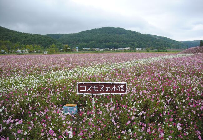 一面のコスモスが綺麗でした。