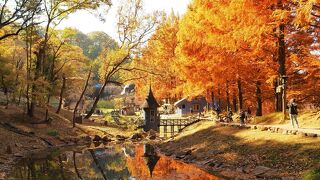 オレンジに染まるメタセコイア　紅葉が見頃です♪