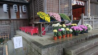 菊が飾られ、華やいでいました。