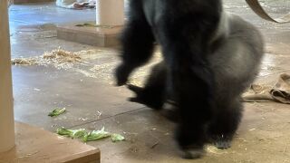 シャバーニに会いに