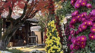 菊まつりの時の会場のひとつでした