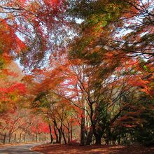 大閤下しの滝