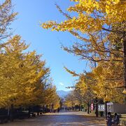 紅葉と落葉のミューズパーク