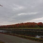 秋の紅葉の五稜郭公園