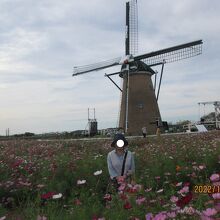コスモス畑に立つオランダ風車「リーフデ」