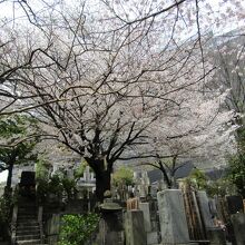 墓地の桜