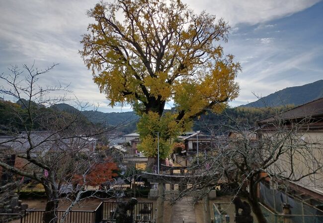 秋の陶器市期間は木の前で出店がありました。