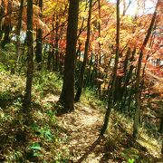 紅葉シーズンの遊覧歩道は最高です