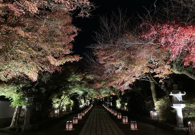 石山寺もみじライトアップ